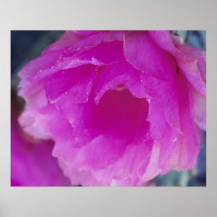 Rosa hedgehog-kaktus blomma (Echinocereus Poster