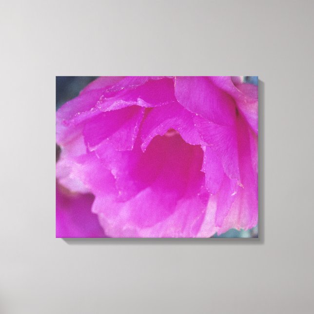 Rosa hedgehog-kaktusblomma (Echinocereus Canvastryck (Framsida)