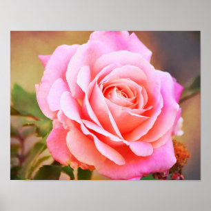 Rosa Heirloom Ro fotokonst Poster