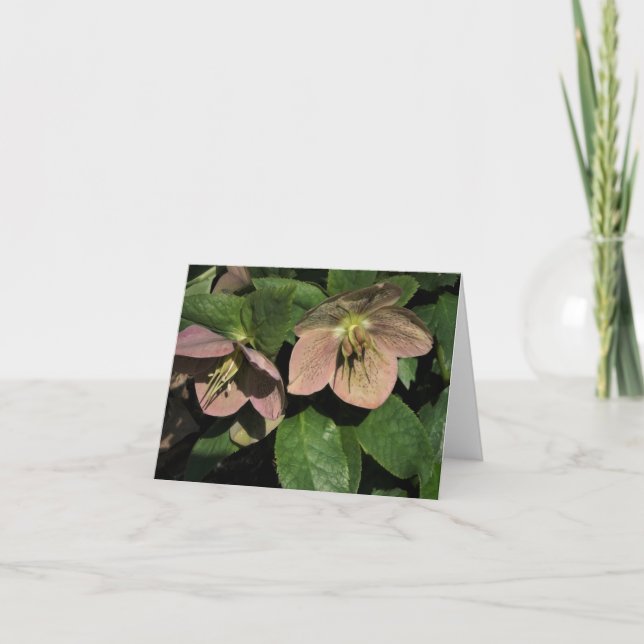 Rosa Hellebore Anteckningskort (Framsida)