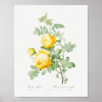 Rosa hemisphaerica Vintage Blommigt Gul ros