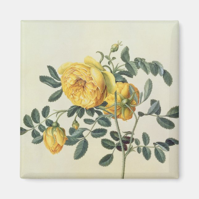 Rosa hemispherica, 1700-talet magnet (Framsidan)