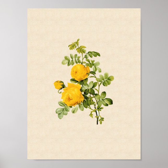 Rosa hemispherica poster (Framsidan)