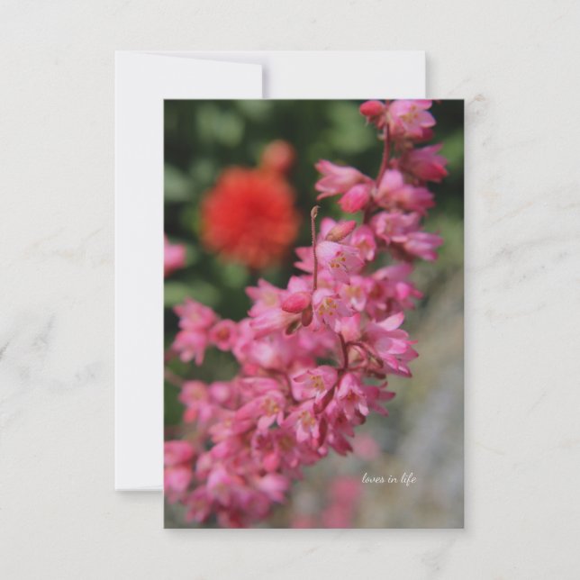 Rosa Heuchera Anteckningskort (Framsida)