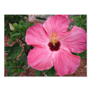 Rosa Hibiscus-Blommigten Blomnaturfenomen Fotoskri Fototryck