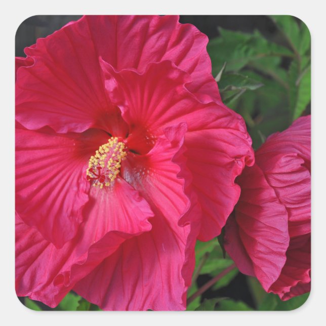 Rosa hibiscus-blommor fyrkantigt klistermärke (Framsida)