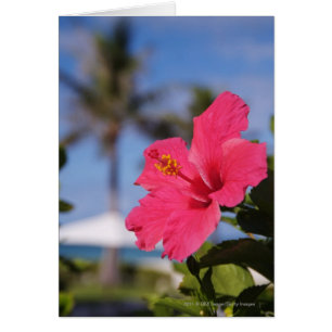 Rosa hibiscus-blommor hälsningskort