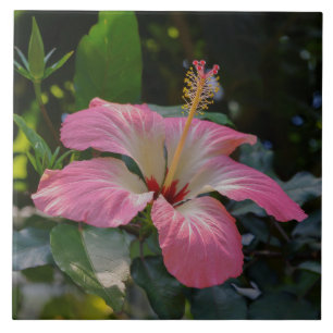 Rosa Hibiscus-blommor Kakelplatta