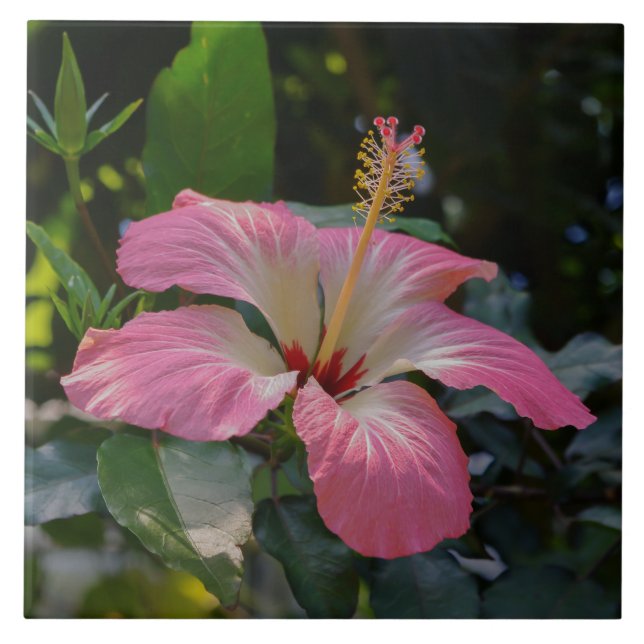 Rosa Hibiscus-blommor Kakelplatta (Framsidan)