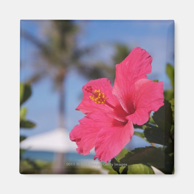 Rosa hibiscus-blommor magnet (Framsidan)