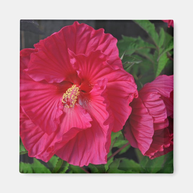 Rosa hibiscus-blommor magnet (Framsidan)