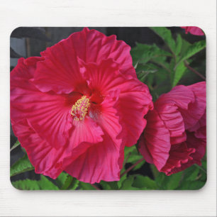 Rosa hibiscus-blommor musmatta