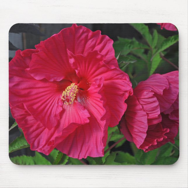 Rosa hibiscus-blommor musmatta (Framsidan)