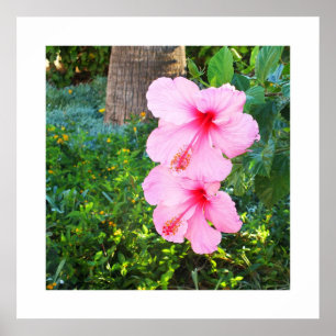 Rosa Hibiscus-blommor Poster