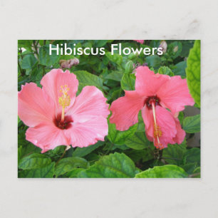 Rosa Hibiscus Blommor vykort