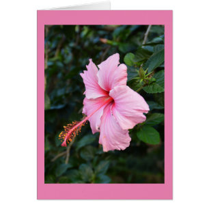 Rosa Hibiscus-blomsterkort Hälsningskort