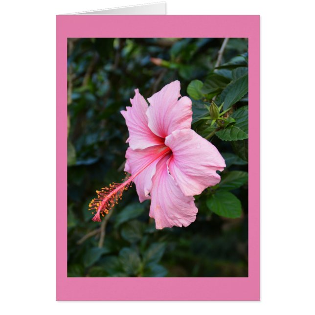 Rosa Hibiscus-blomsterkort Hälsningskort (Framsidan)