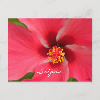 Rosa Hibiscus Center Vykort