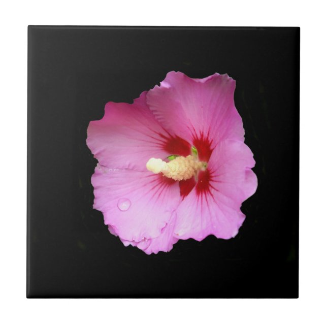 Rosa Hibiscus Ceramic Tile Kakelplatta (Framsidan)