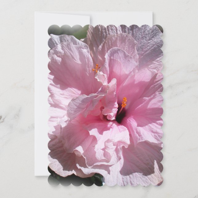 Rosa Hibiscus Flower (Framsida)