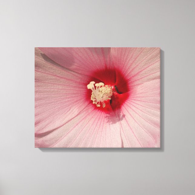 Rosa Hibiscus Flower Close Up Photo Single Print Canvastryck (Framsida)