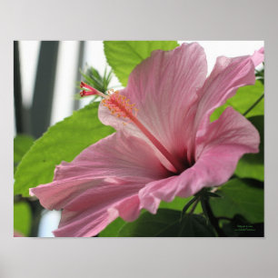 Rosa Hibiscus Flower Close Up Poster