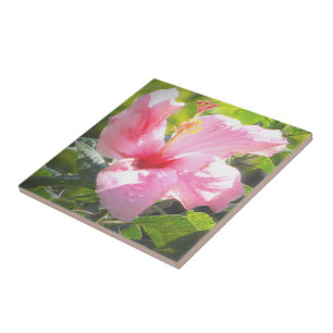 Rosa Hibiscus Flower Kakelplatta