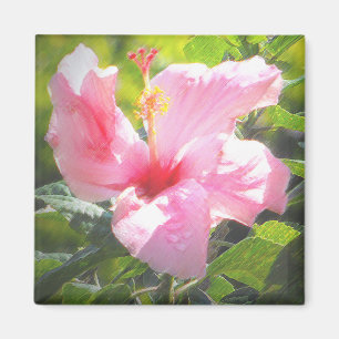 Rosa Hibiscus Flower Magnet