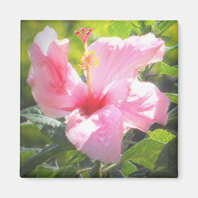 Rosa Hibiscus Flower Magnet (Framsidan)