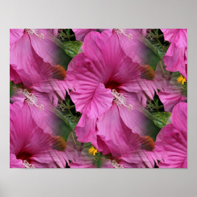Rosa Hibiscus Flower Multiplied Poster (Framsidan)