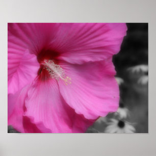 Rosa Hibiscus Flower Partial Färg Poster
