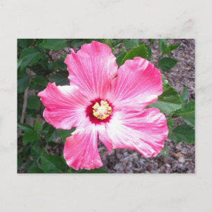 Rosa Hibiscus Flower Photo Postcard Vykort
