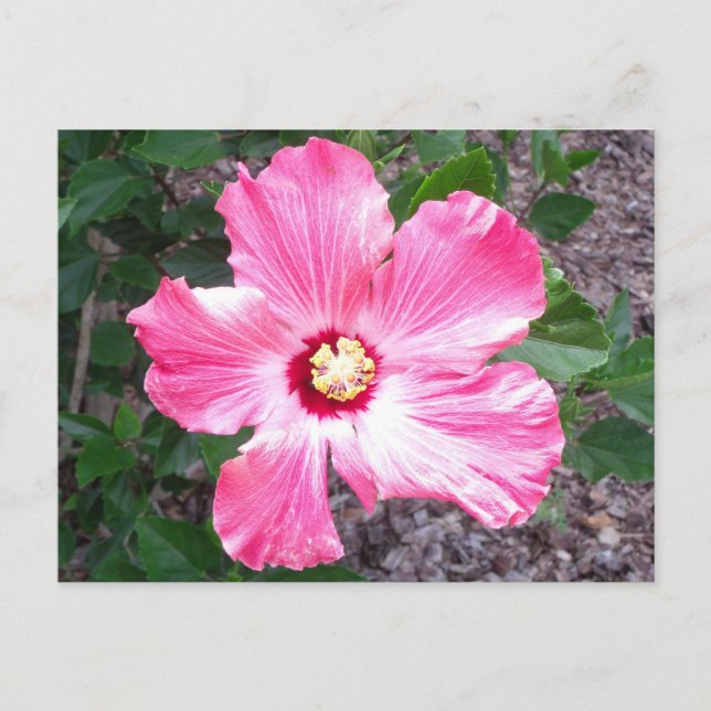 Rosa Hibiscus Flower Photo Postcard Vykort (Framsida)