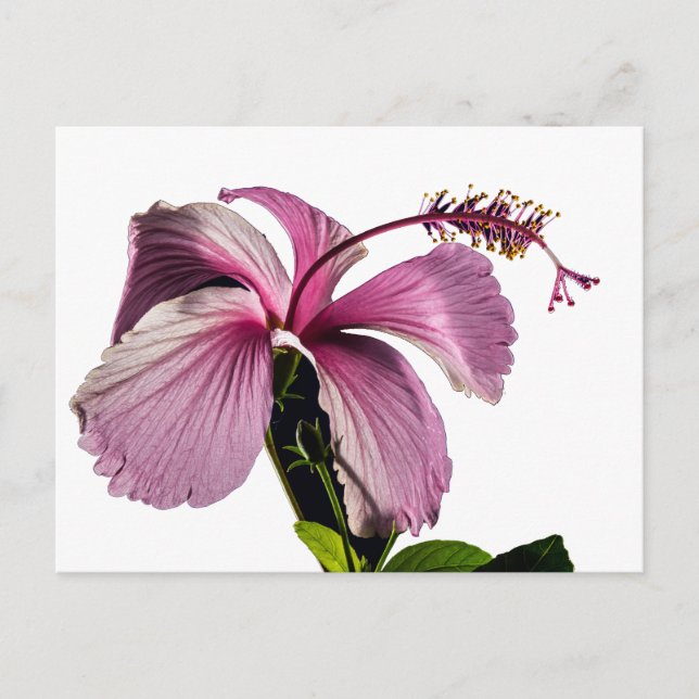 Rosa Hibiscus Flower Side View Vykort (Framsida)