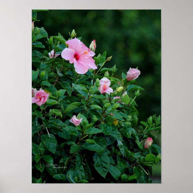 Rosa Hibiscus Flower Träd Poster (Framsidan)