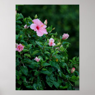 Rosa Hibiscus Flower Träd Poster