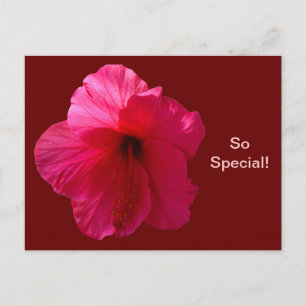 Rosa Hibiscus Flower Vykort