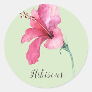 Rosa Hibiscus Flower Watercolor Runt Klistermärke