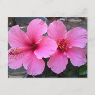 Rosa Hibiscus Flowers Vykort