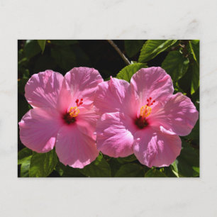 Rosa Hibiscus Flowers Vykort