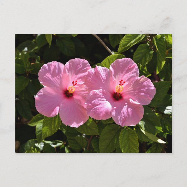 Rosa Hibiscus Flowers Vykort (Framsida)