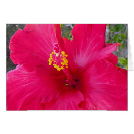 Rosa Hibiscus Hälsningskort