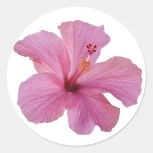 Rosa Hibiscus Hawaiian Flower Customized Template Runt Klistermärke