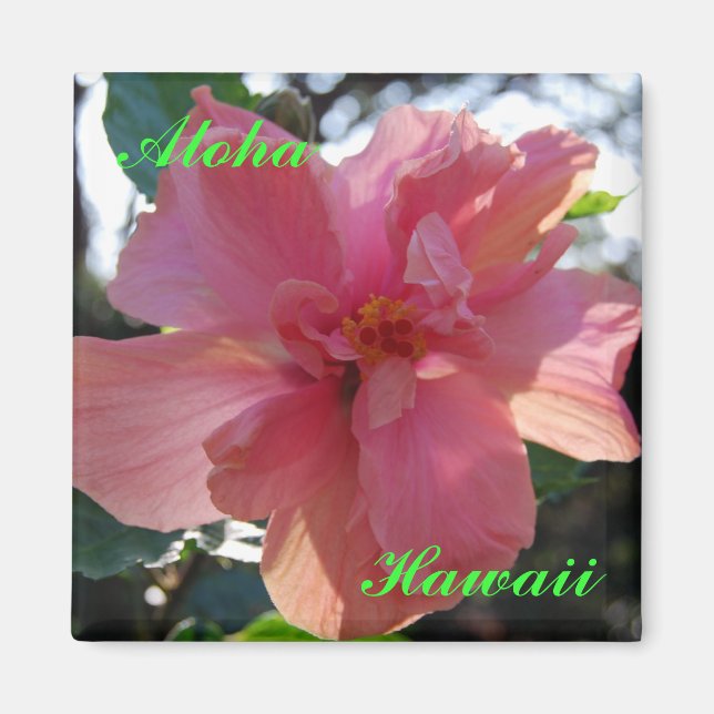 Rosa Hibiscus i Hawaii Magnet (Framsidan)