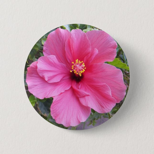 Rosa Hibiscus-knapp Knapp (Framsida)