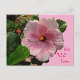 Rosa Hibiscus kommer snart att få vykort