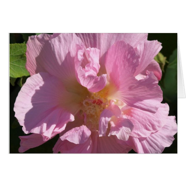 Rosa Hibiscus-kort 5X7 Hälsningskort (Framsidan Horizontal)