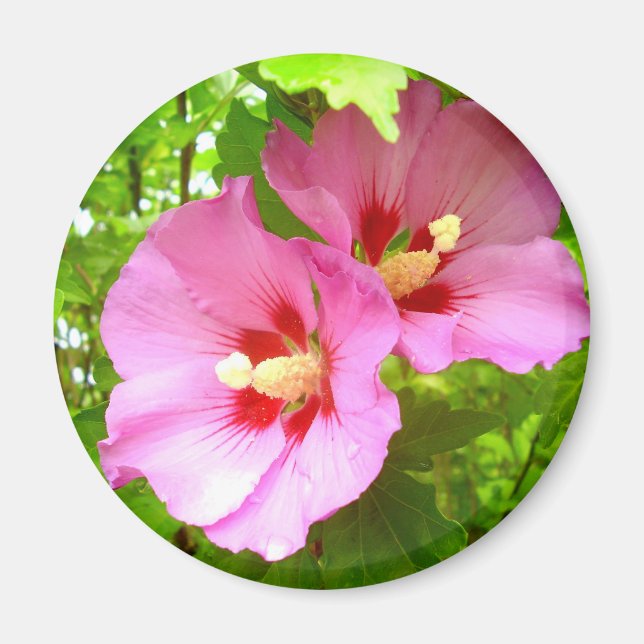 Rosa Hibiscus Magnet (Framsidan)