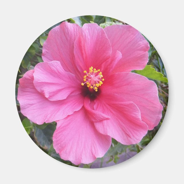 Rosa Hibiscus magnet (Framsidan)