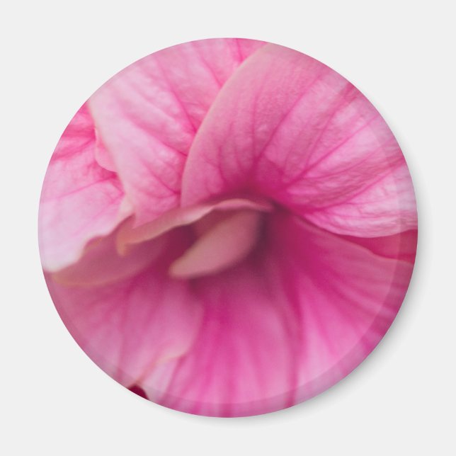 Rosa Hibiscus Magnet (Framsidan)